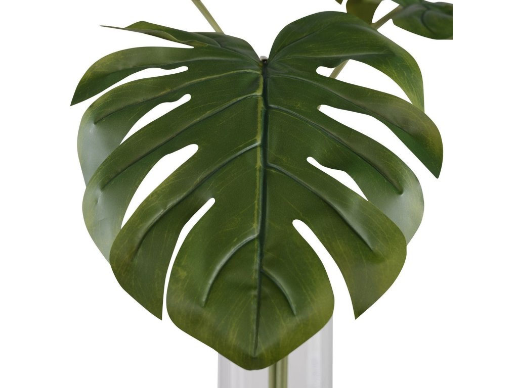 Ibero Split Leaf Palm - image 3
