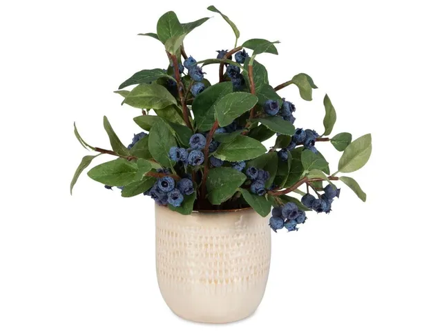Blueberry Fields Accent