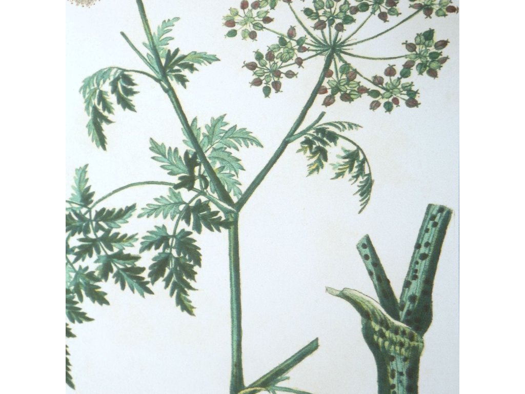 Antique Botanicals Framed Prints, S/9 - image 3