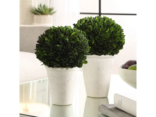 Preserved Boxwood Domes, S/2 - Alternative View