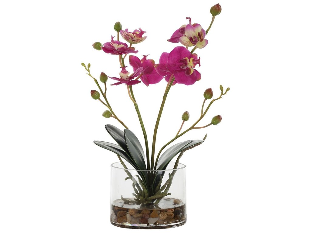 Glory Orchid, Fuschia - image 3