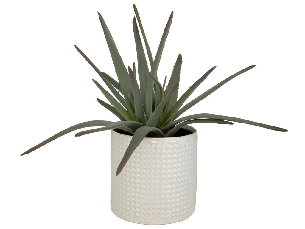 Taos Aloe Centerpiece - image 2