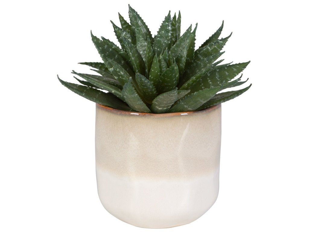 Doha Succulent Accent - image 2