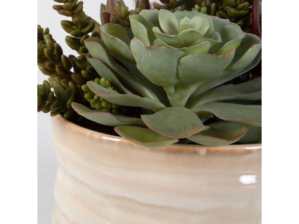 Mesa Succulent Accent - image 4