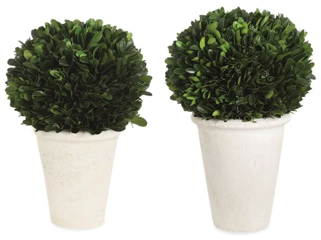 Preserved Boxwood Domes, S/2