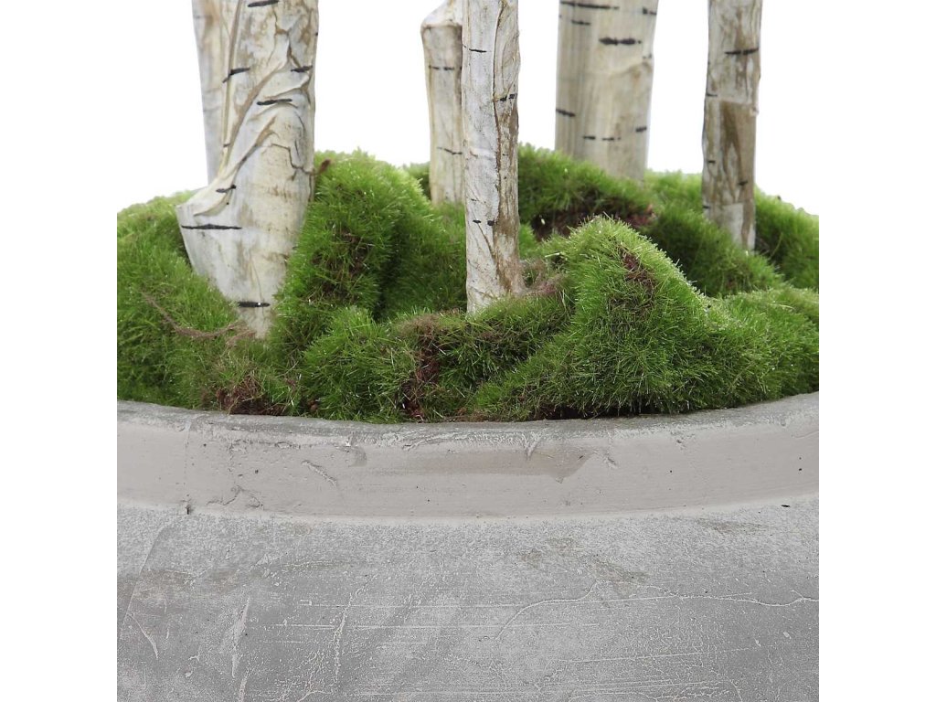 Aldis Potted River Birch - image 3