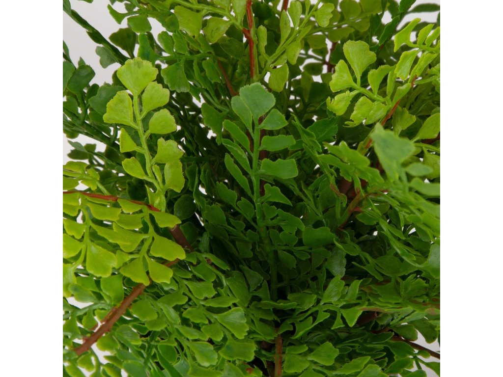Maidenhair Fern Accent - image 2