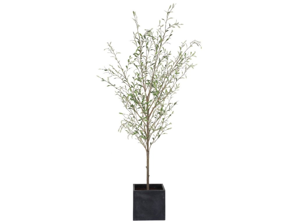 Abundance Potted Olive - image 2