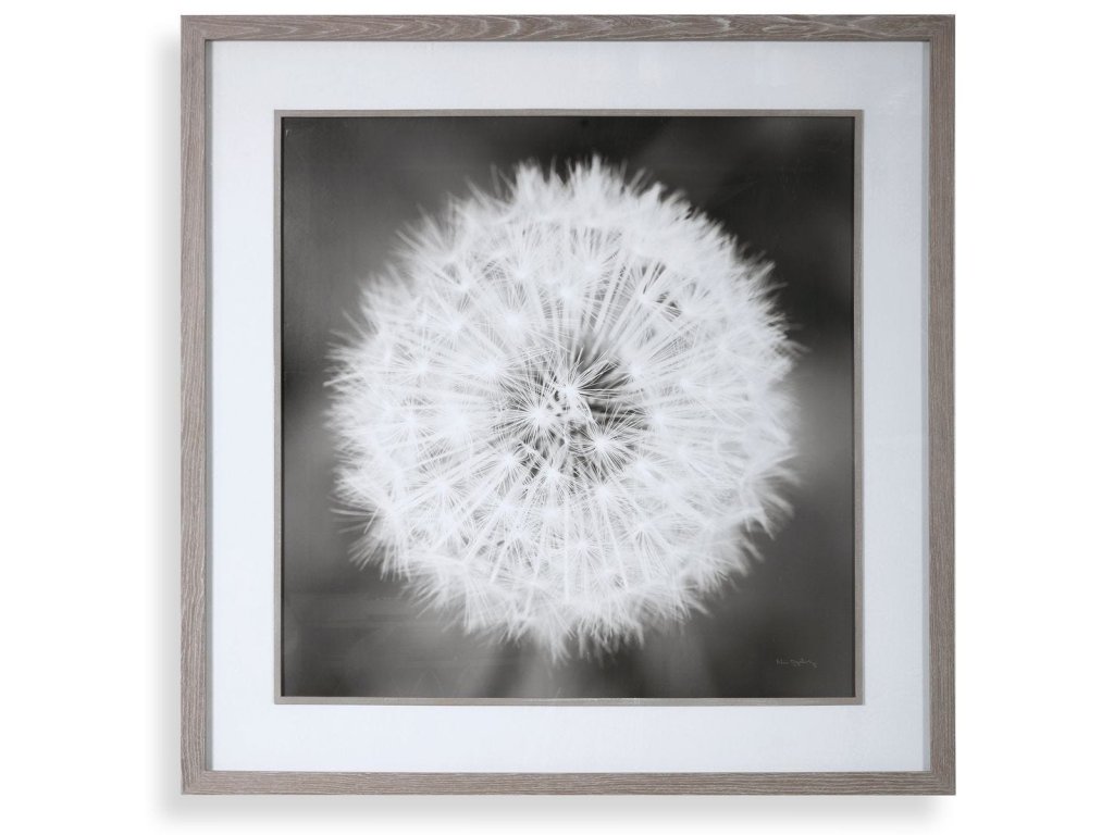 Dandelion Seedhead Framed Print - main image