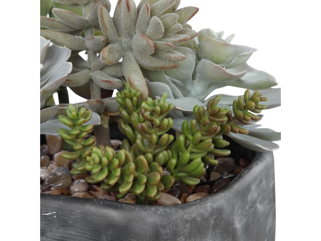 Alverio Succulents - image 3