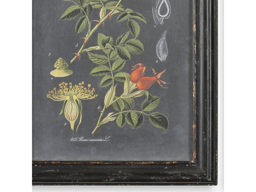 Midnight Botanicals Framed Prints, S/2 - image 2