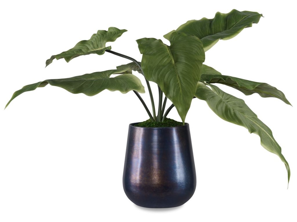 Mari Calla Accent - image 5