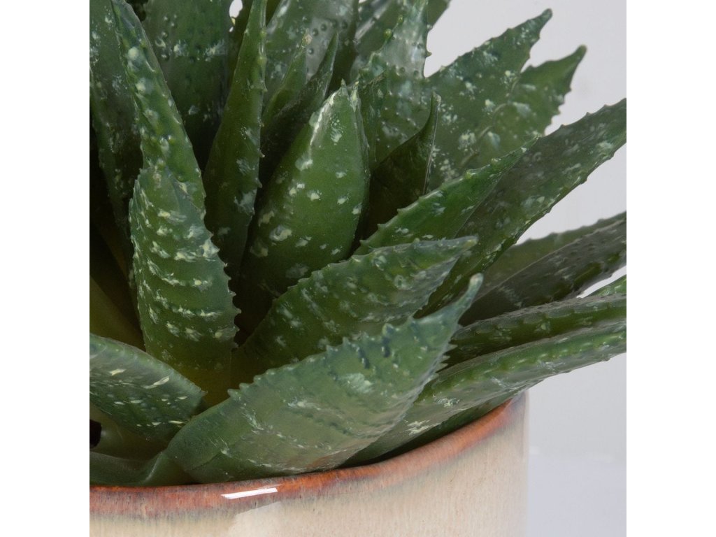 Doha Succulent Accent - image 4