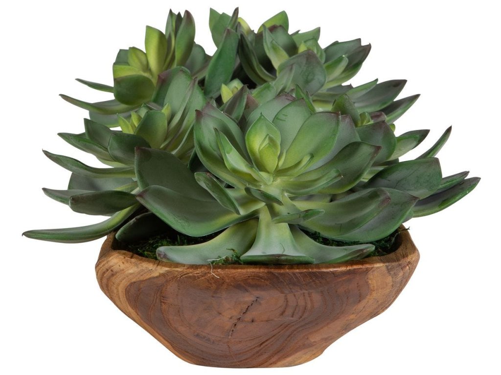 Yuma Succulent Centerpiece - image 3