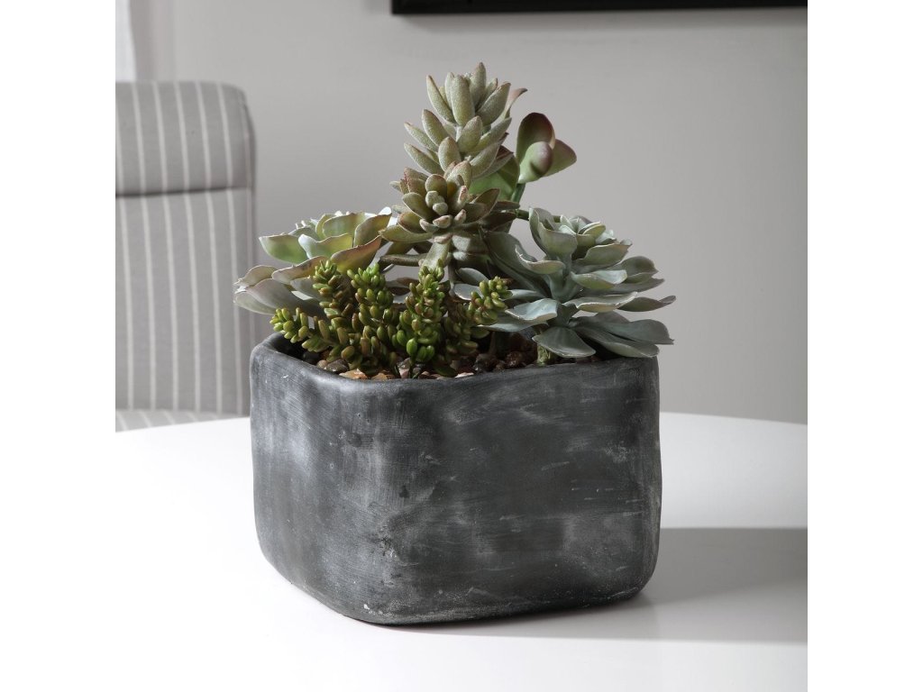 Alverio Succulents - image 1