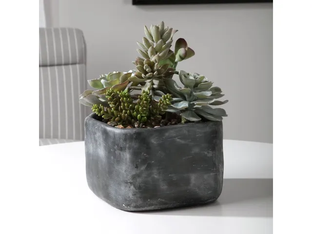 Alverio Succulents - Alternative View