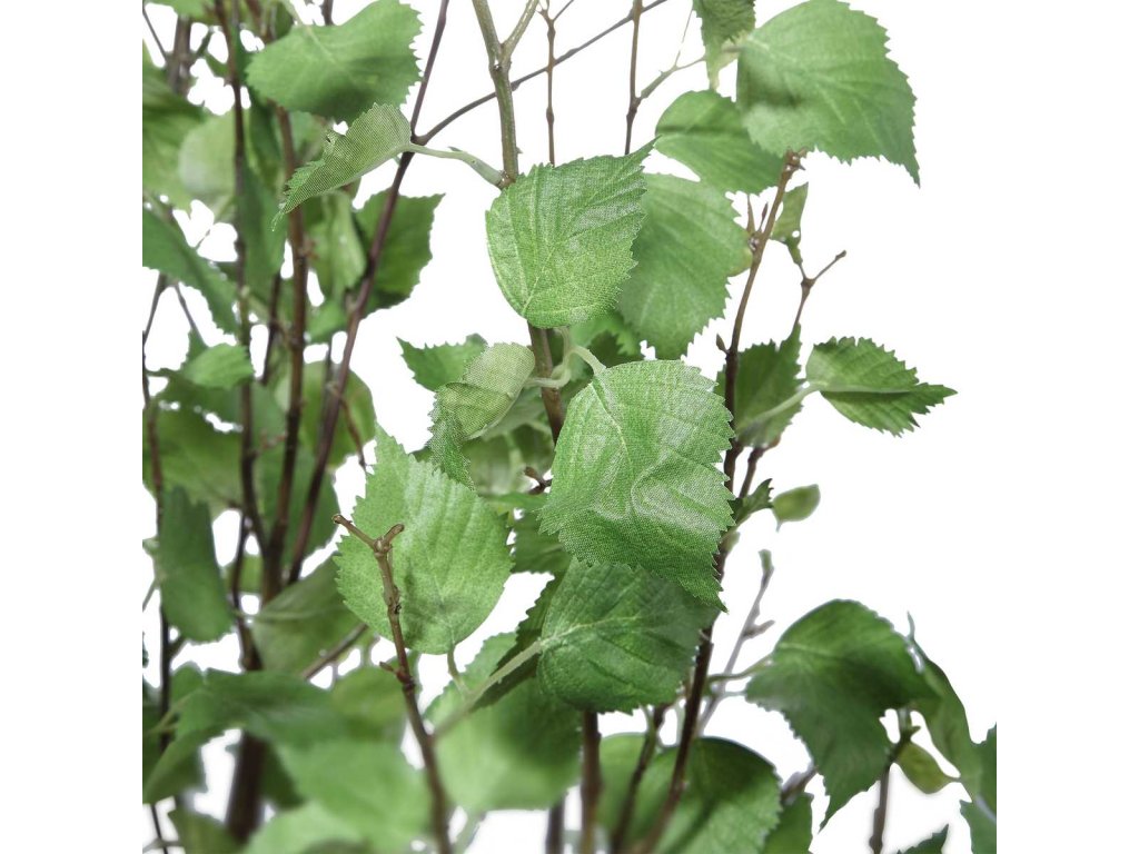 Aldis Potted River Birch - image 2