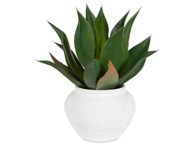 Tierra Agave Centerpiece