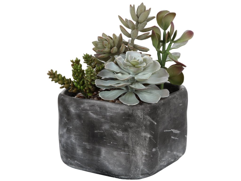 Alverio Succulents - image 2