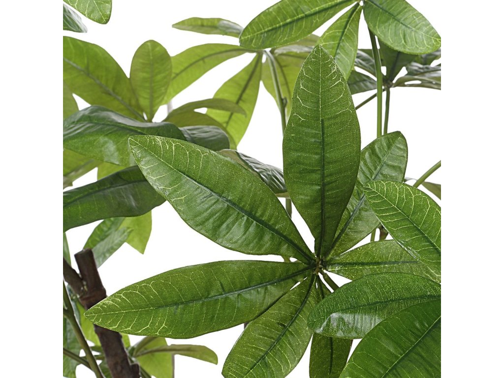 Pachira Money Tree - image 5