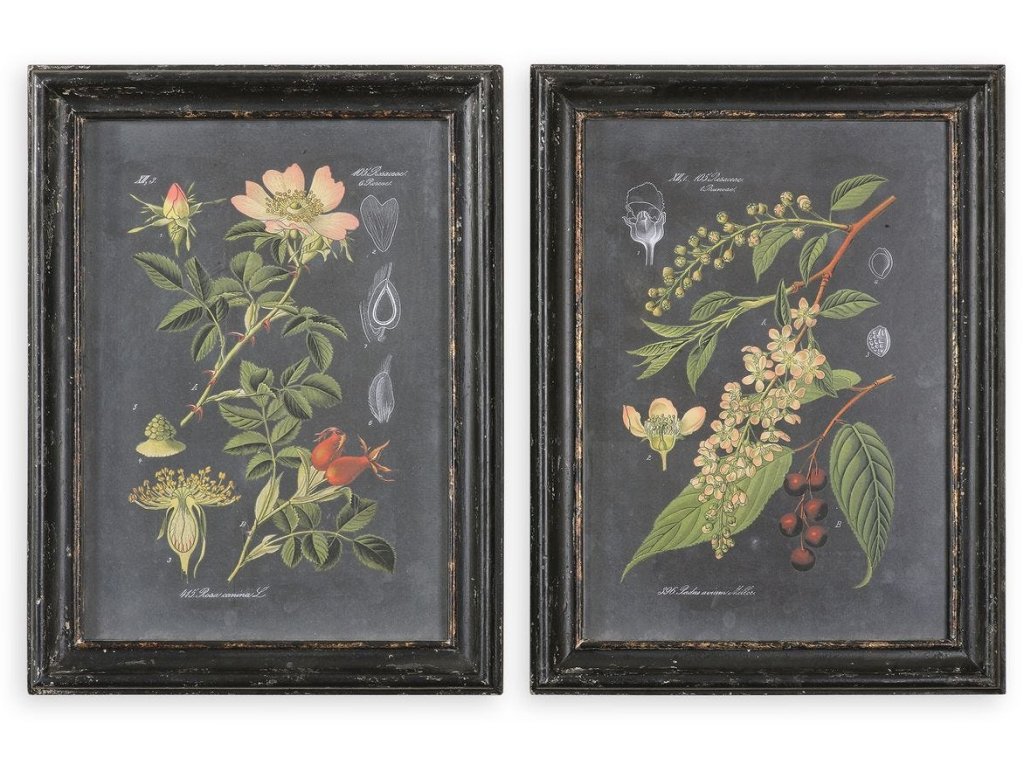 Midnight Botanicals Framed Prints, S/2 - main image