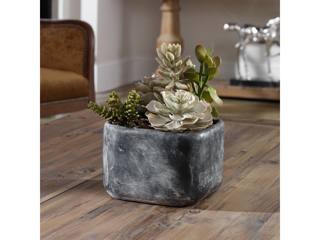 Alverio Succulents - image 4