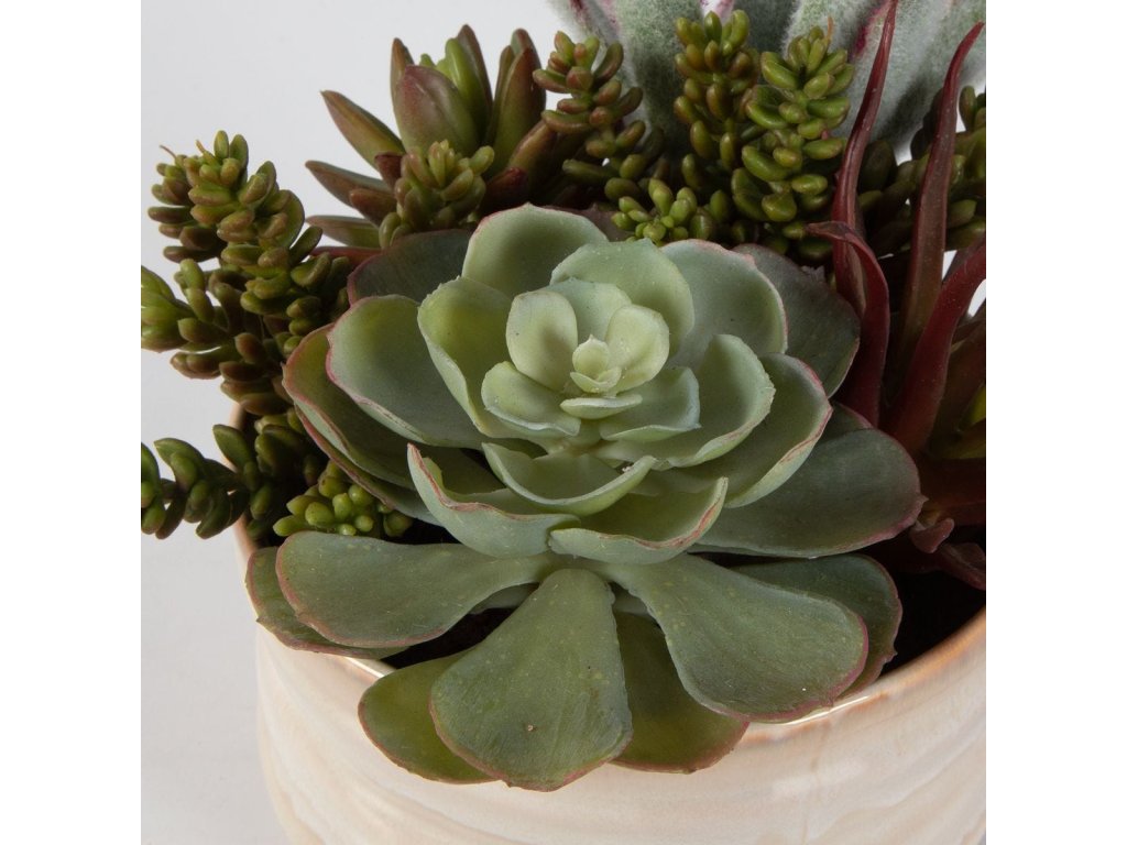 Mesa Succulent Accent - image 5