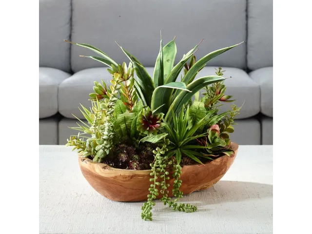 Salar Succulents - Alternative View