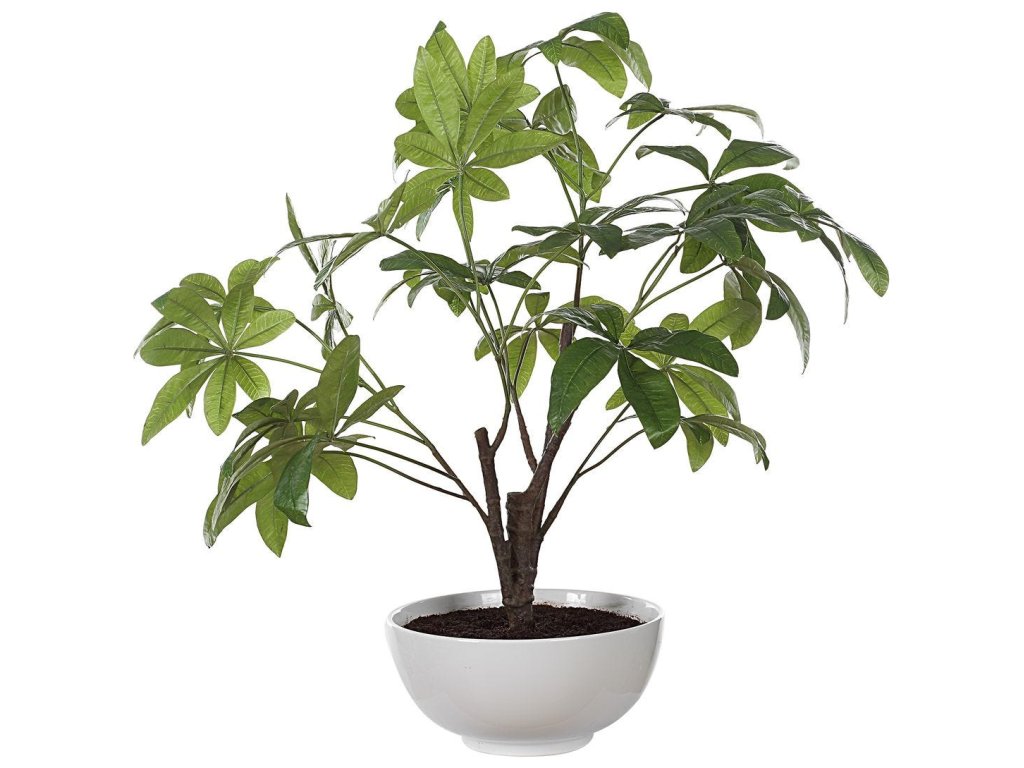 Pachira Money Tree - image 4