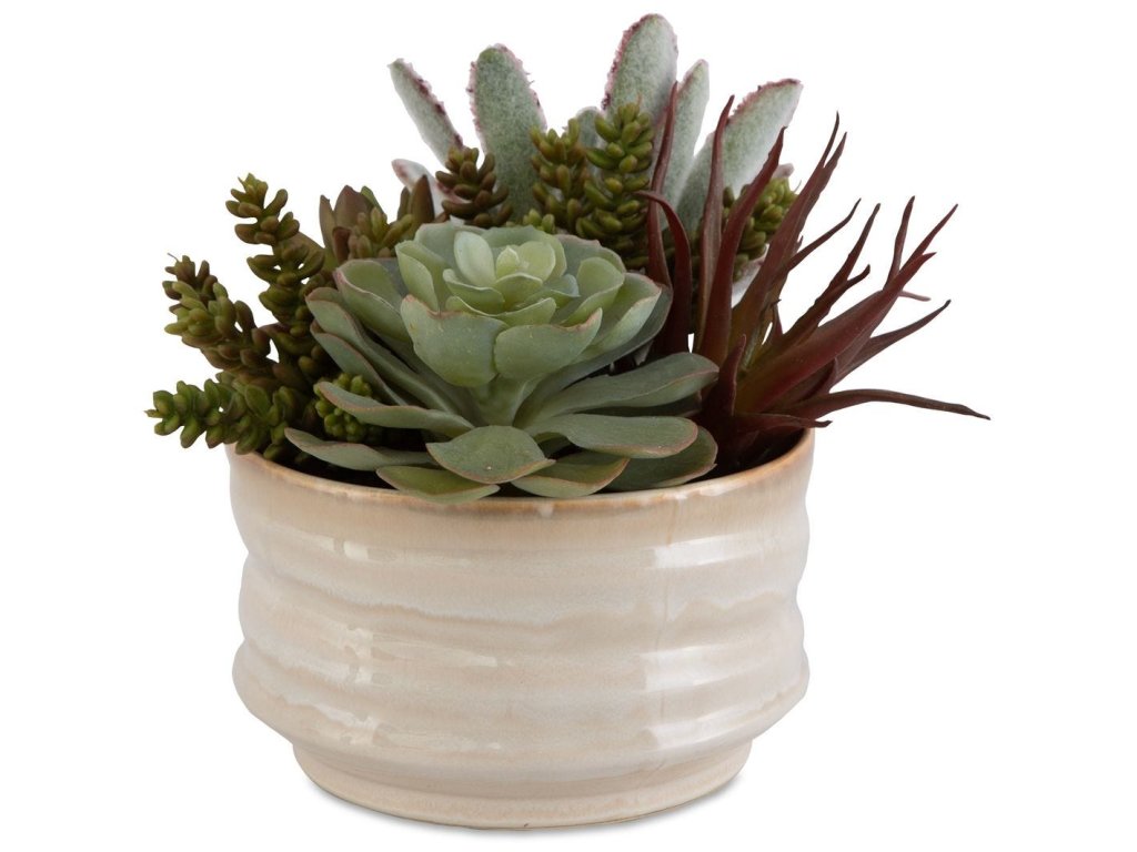 Mesa Succulent Accent - main image