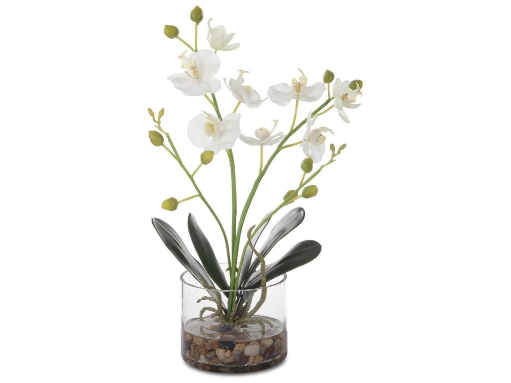 Glory Orchid, White - main image