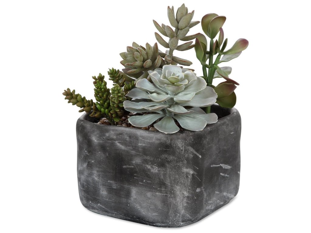 Alverio Succulents - main image