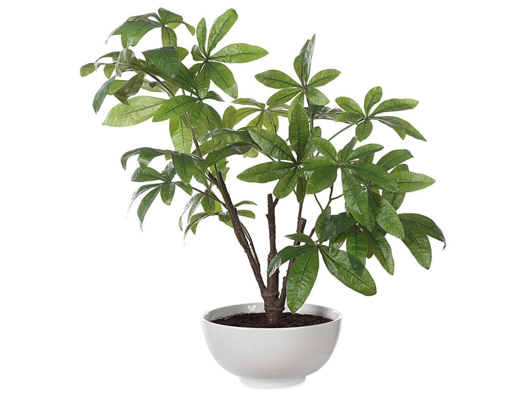 Pachira Money Tree - main image