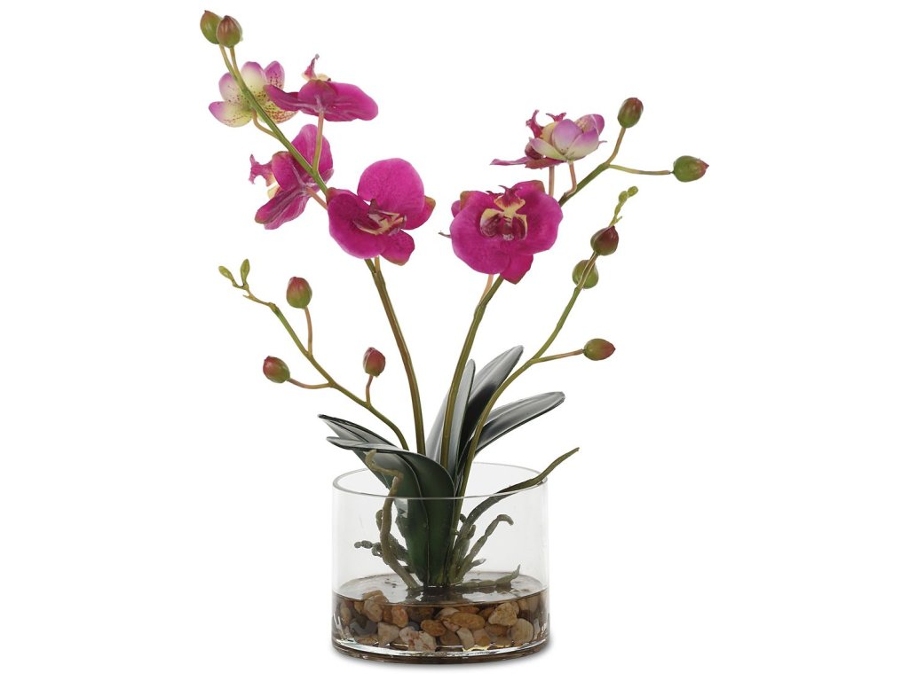 Glory Orchid, Fuschia - main image