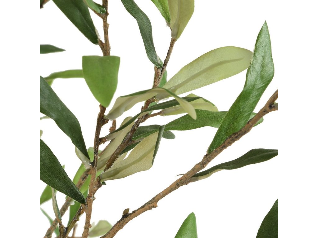 Abundance Potted Olive - image 3