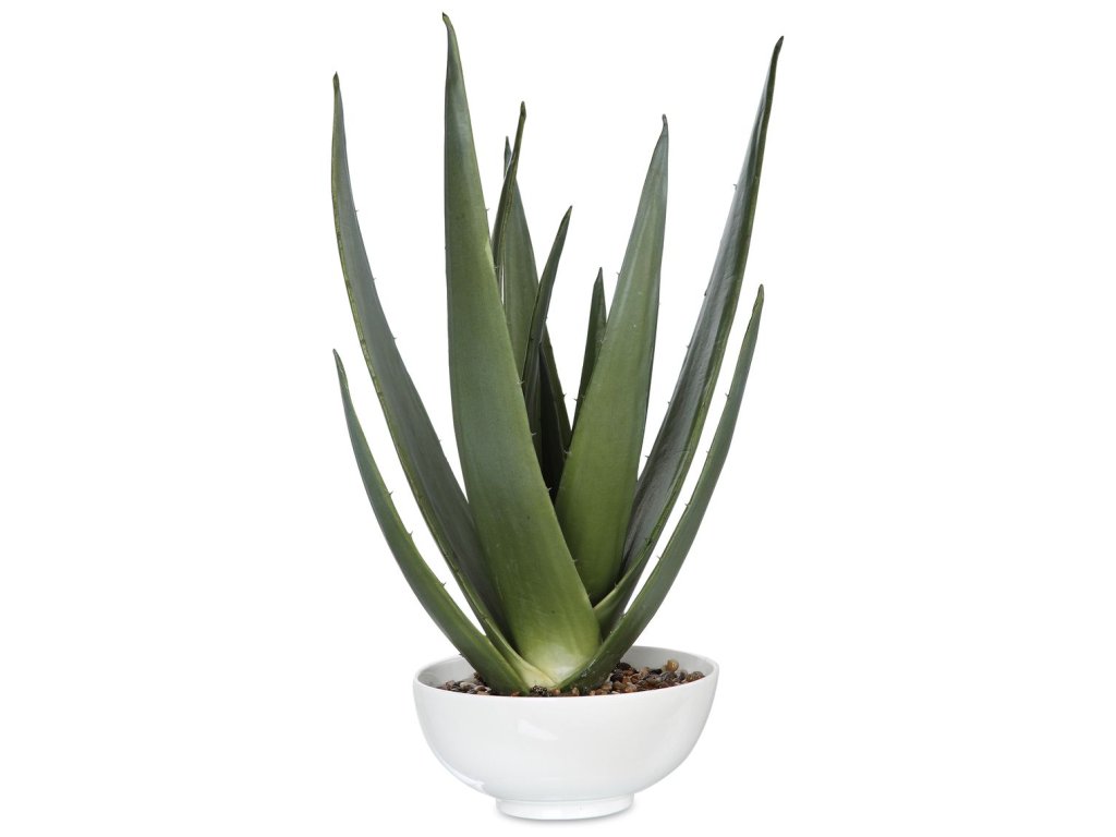 Evarado Aloe Planter - main image