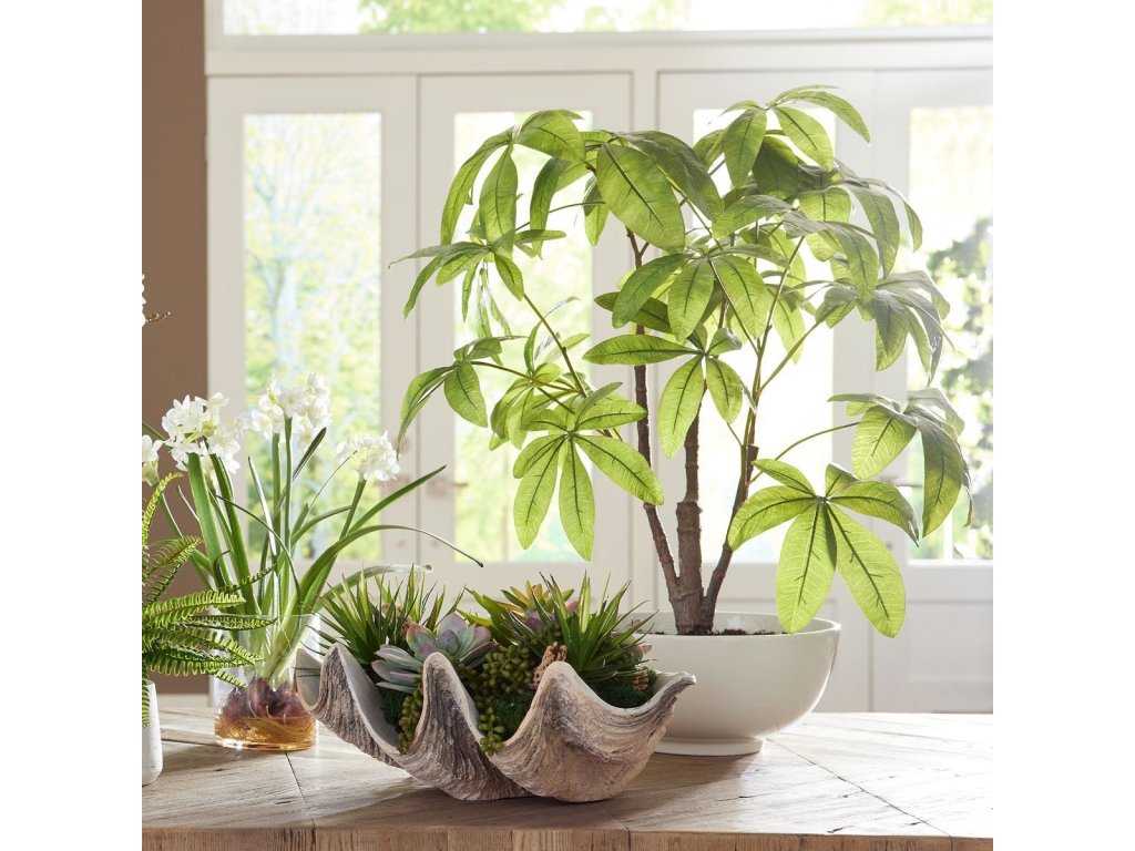 Pachira Money Tree - image 1