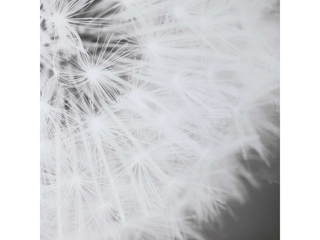 Dandelion Seedhead Framed Print - image 5