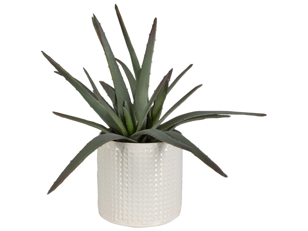 Taos Aloe Centerpiece - image 3