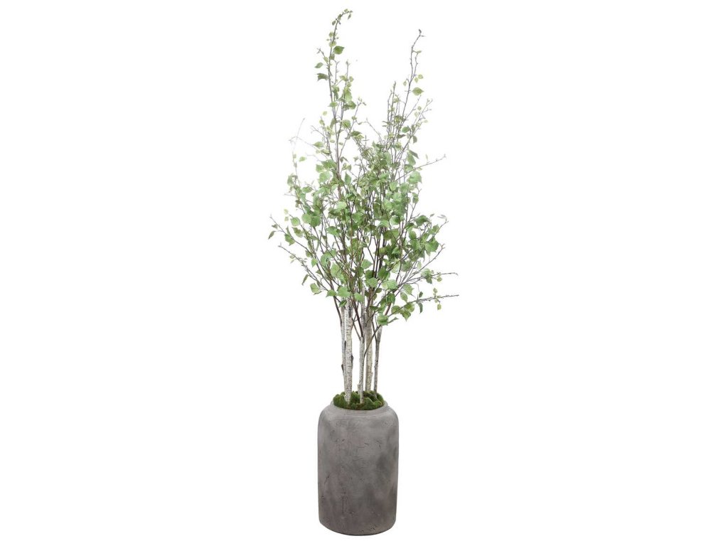 Aldis Potted River Birch - image 5