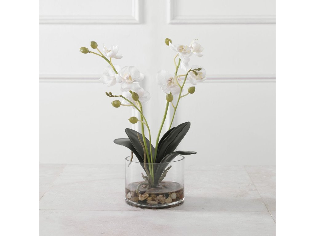 Glory Orchid, White - image 4
