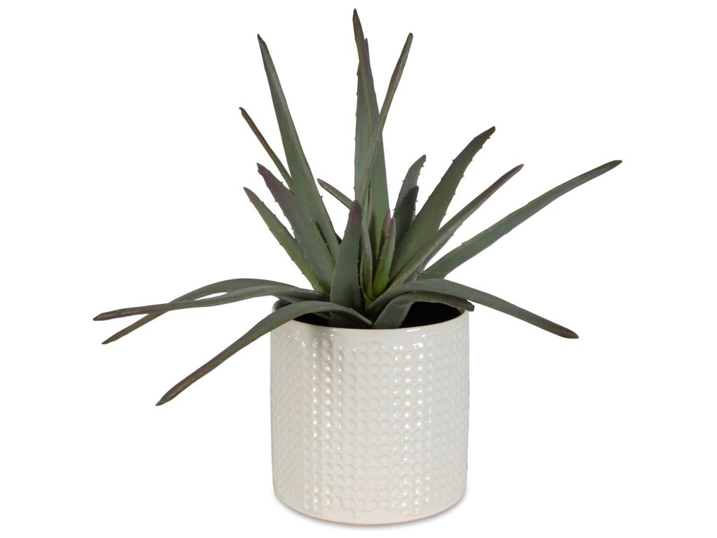 Taos Aloe Centerpiece - main image