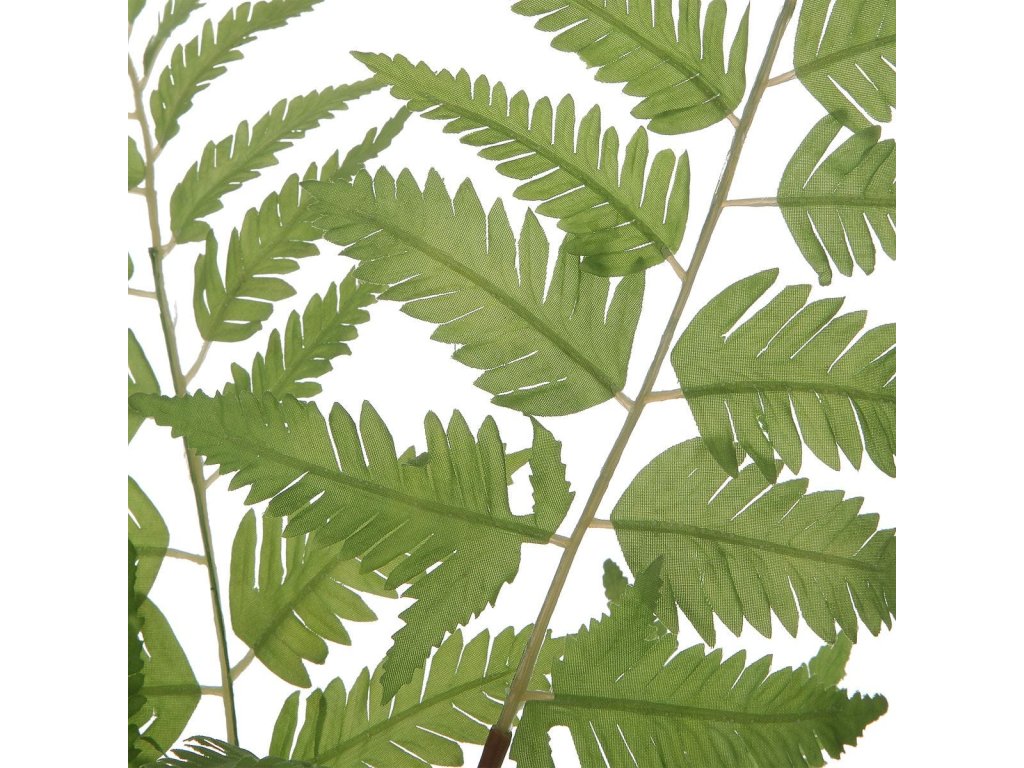 Country Ferns, S/2 - image 2