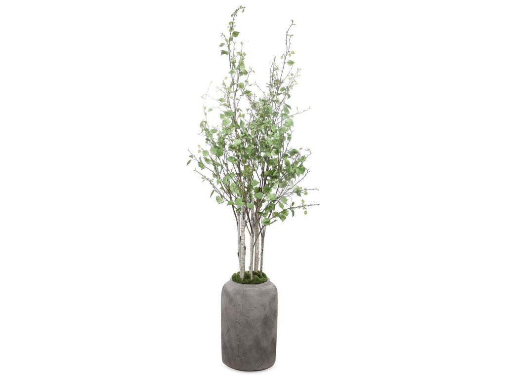 Aldis Potted River Birch - main image