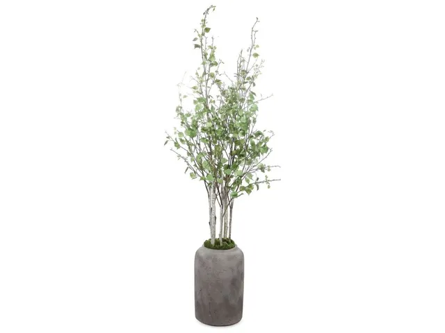 Aldis Potted River Birch