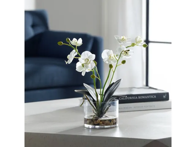 Glory Orchid, White - Alternative View