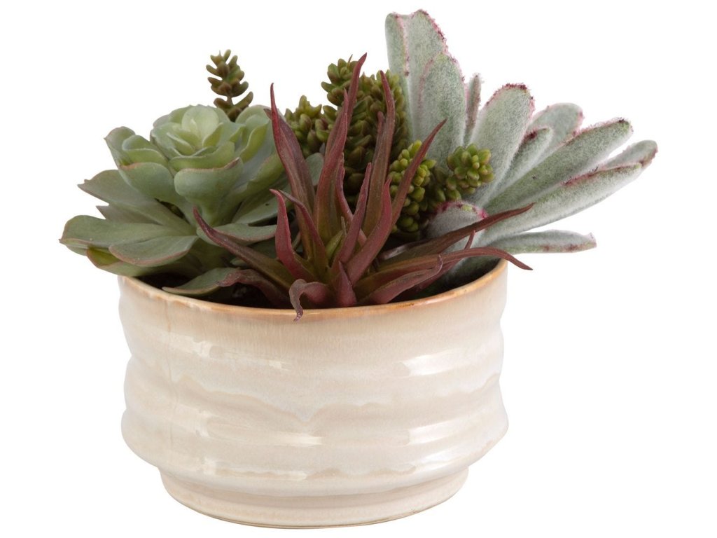 Mesa Succulent Accent - image 3