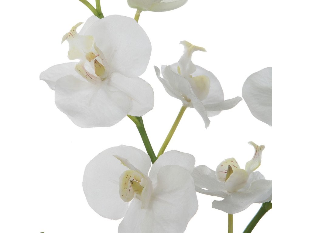 Glory Orchid, White - image 2