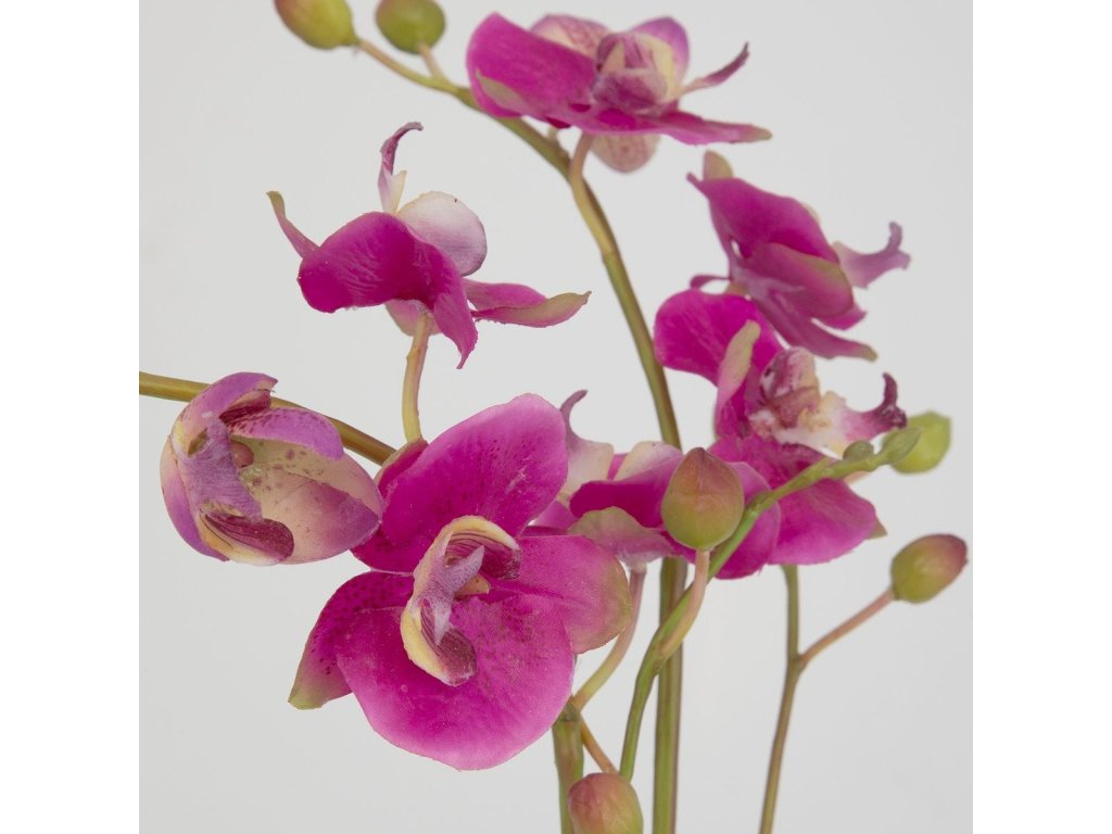 Glory Orchid, Fuschia - image 5