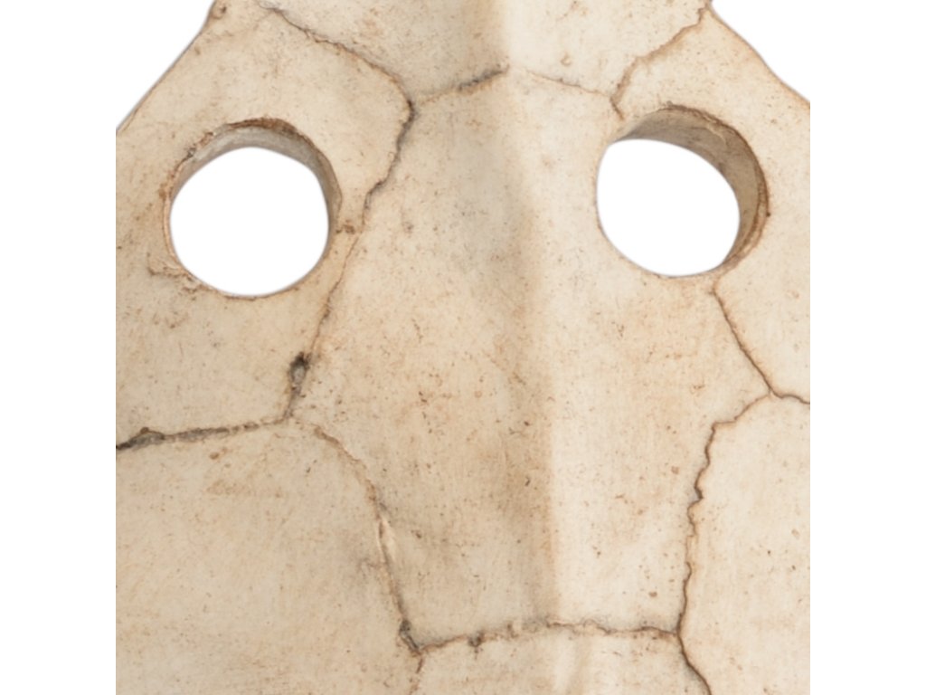 Sulcata Turtle - image 1